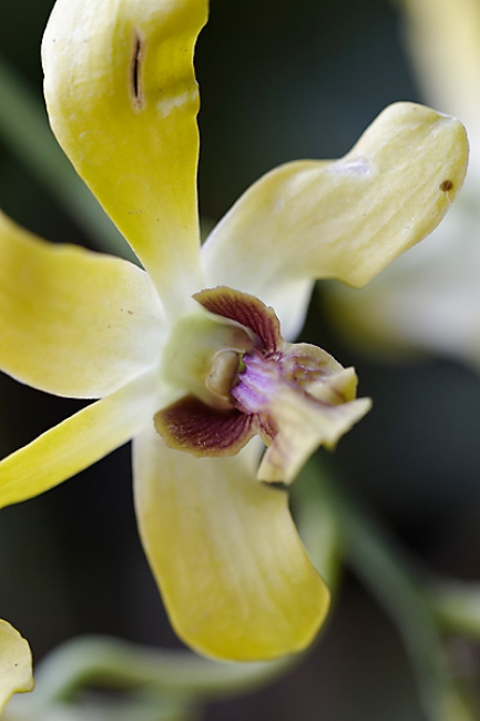 Fleurs FEV12-025